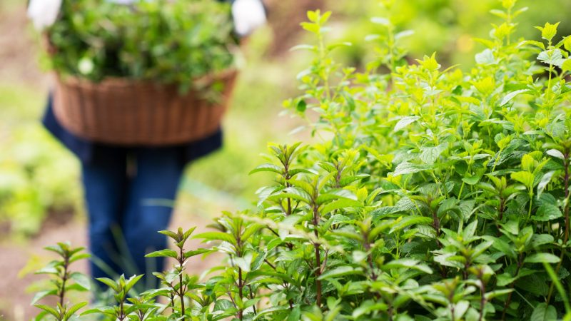 gardening woman holding wooden basket with healthy herbs ment peppermint tea fresh close up