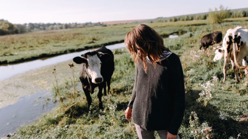 Portrait of beautiful girl or woman in sweater in backlight on pasture background with cows near river